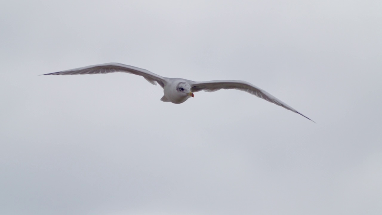 鸟-帕拉斯海鸥(Larus ichthyaetus)飞行。视频素材