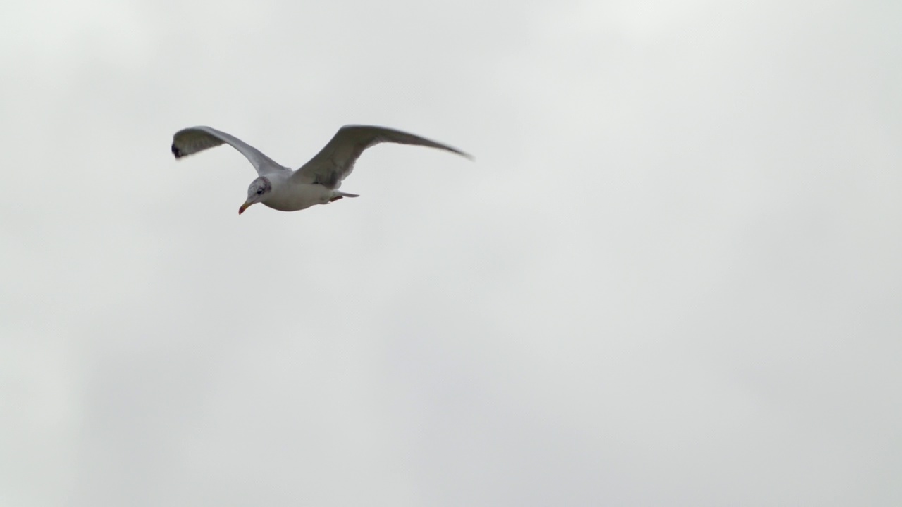 鸟-帕拉斯海鸥(Larus ichthyaetus)飞行。视频素材