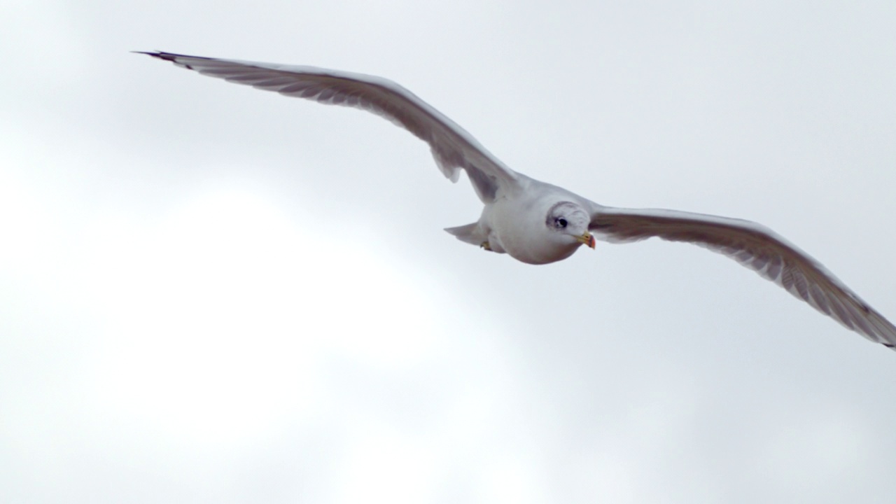 鸟-帕拉斯海鸥(Larus ichthyaetus)飞行。视频素材