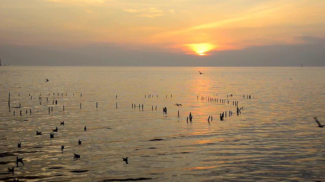 海鸥日落视频下载