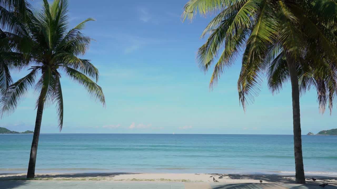 平静的热带海滩棕榈树复制空间。沙海水绿松石。视频素材