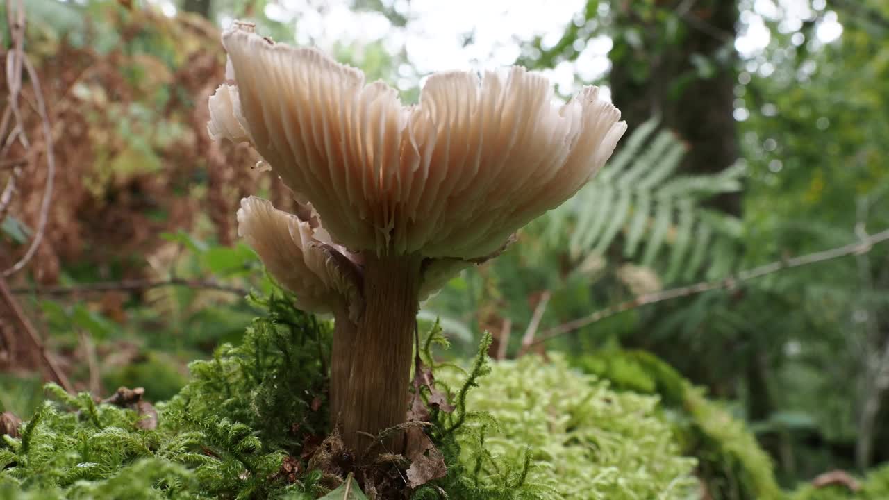 生长在英国湖区安布尔赛德附近的真菌。视频素材