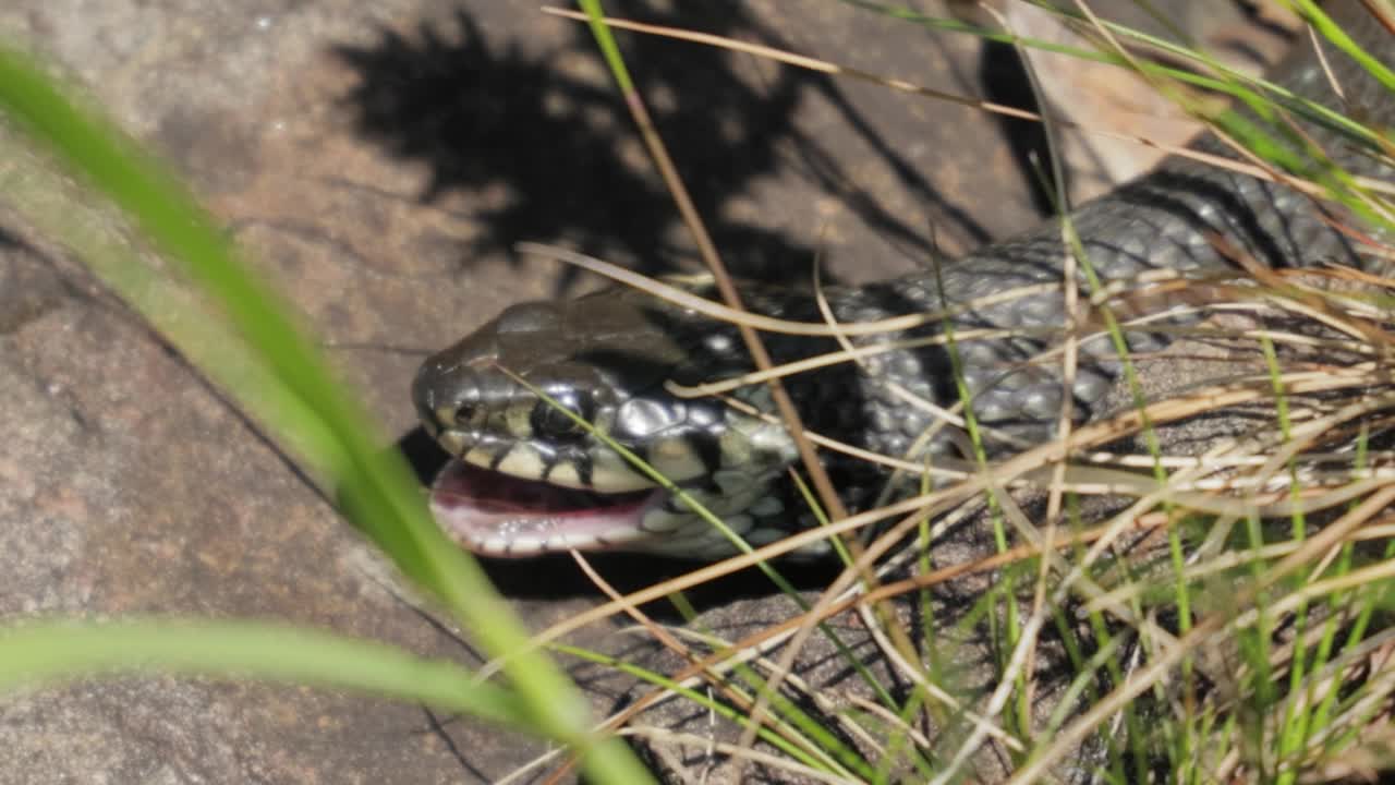 草蛇(Natrix Natrix)捕食猎物。有时被称为环蛇或水，是一种欧亚无毒的黄鳞蛇。视频素材