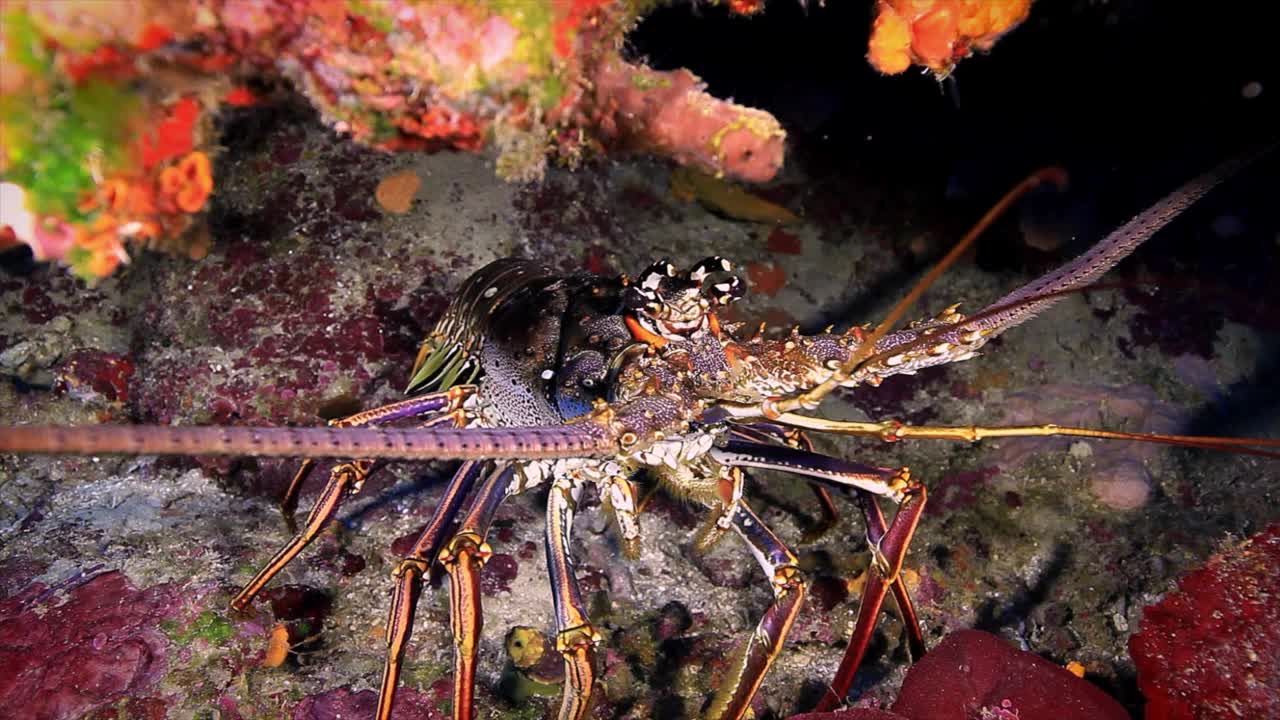 在罗阿坦岛珊瑚礁的加勒比多刺龙虾特写视频下载