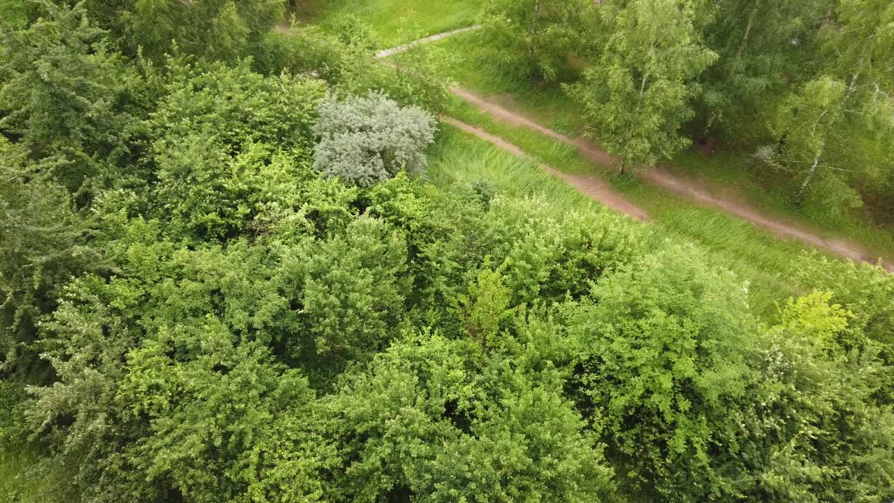 大风使公园里的树木和植物摇摆。视图从上视频素材