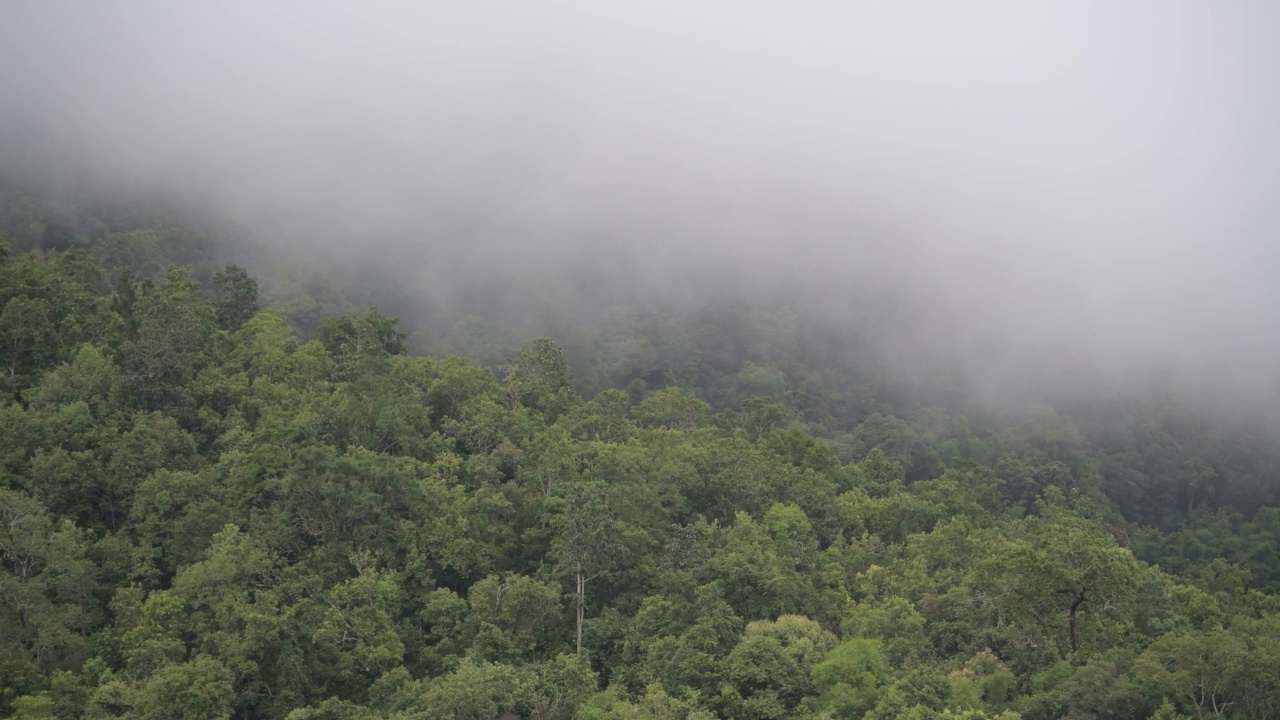 无人机拍摄的早晨有雾的雨林视频素材