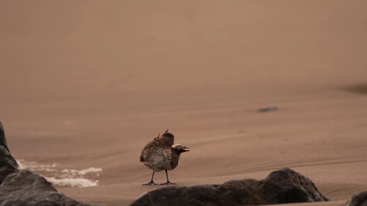 一只敦林鹬(Calidris alpina)在海滩上擦亮羽毛——慢动作视频素材