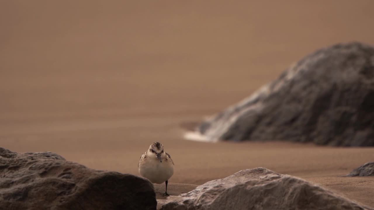 沙滩上一只桑德兰鸟(Calidris alba)抖动羽毛的慢镜头视频素材