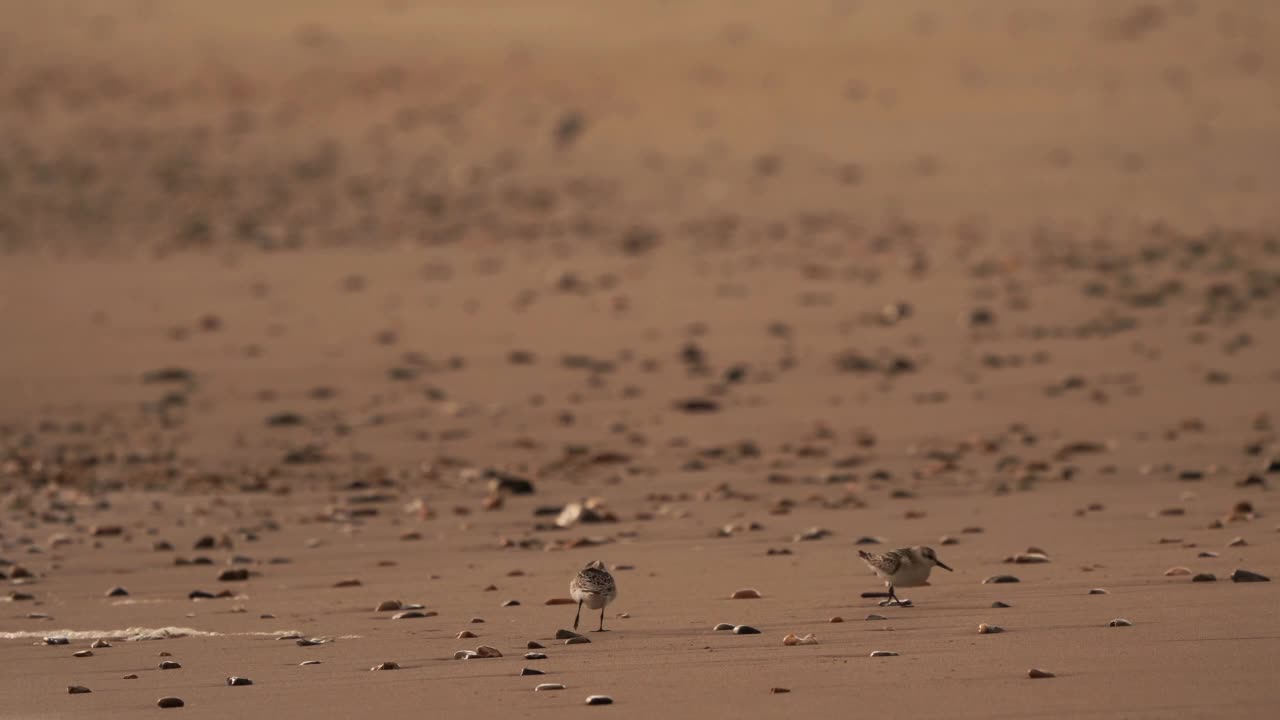 一只Sanderling (Calidris alba)在海滩上奔跑视频素材