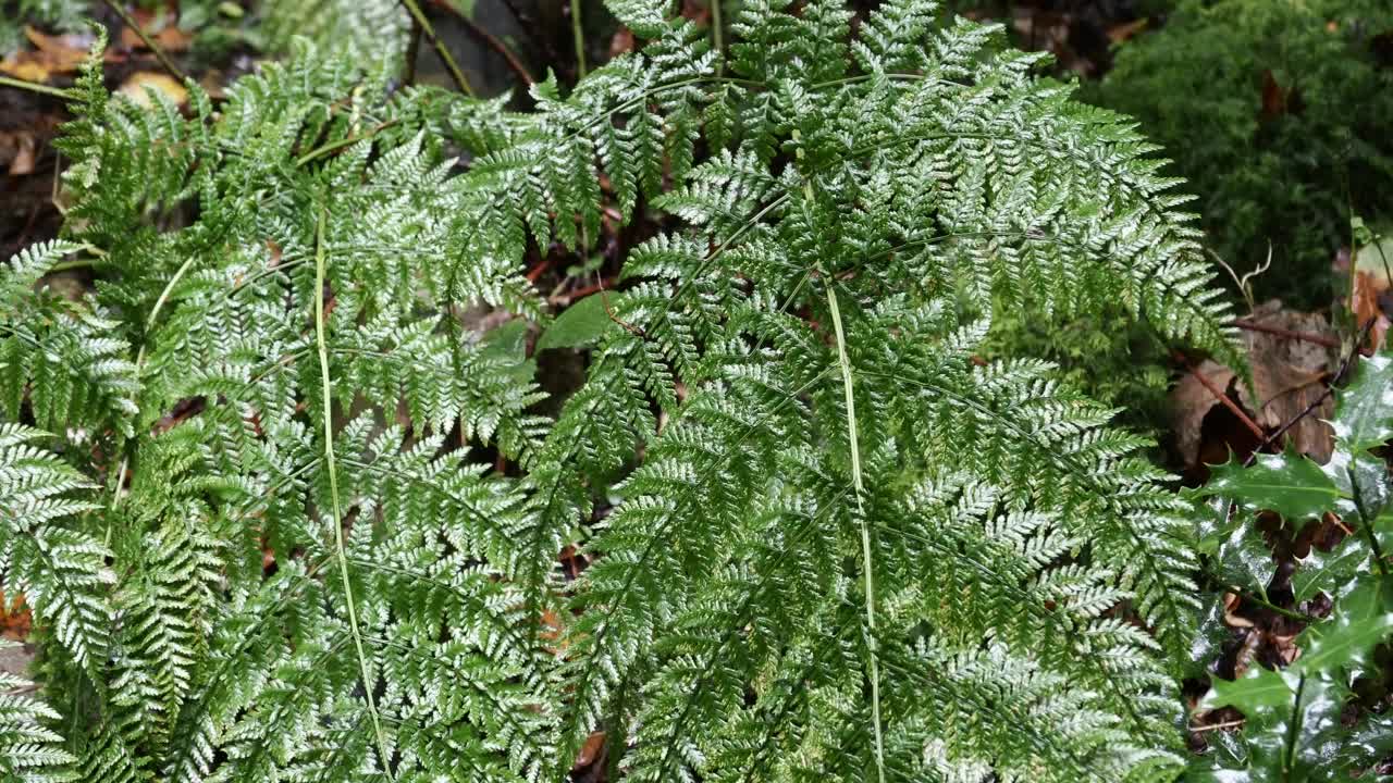 雨水落在英国湖区安布尔塞德的斯托克吉尔林地的蕨类植物上。视频素材