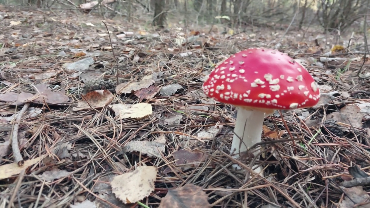 红飞木耳生长在森林里视频素材