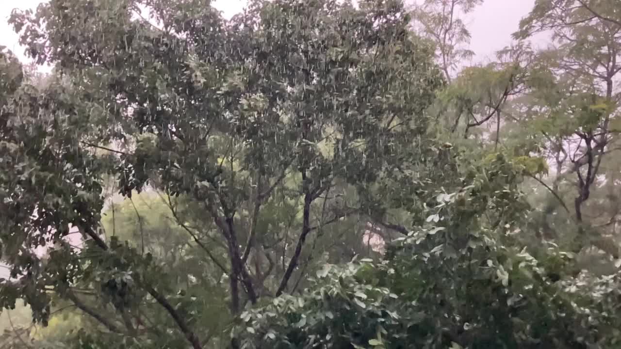 大雨和大树视频素材