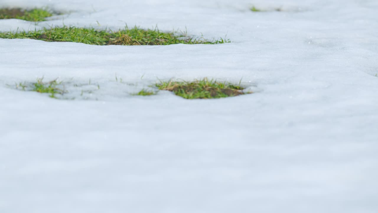 麦田被白雪覆盖。早春的冬小麦田。平底锅。视频素材