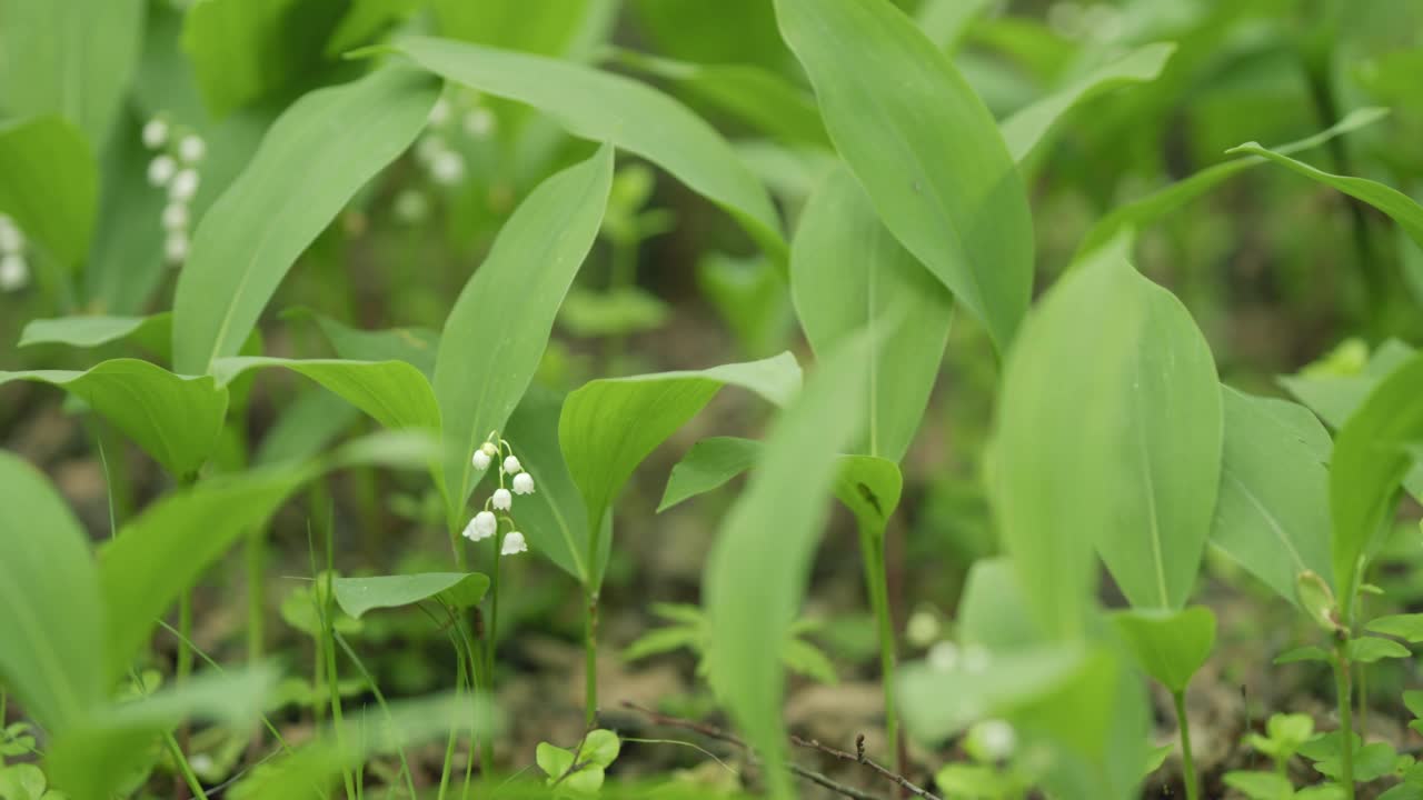 森林里的百合花随风摇曳。铃兰属马贾利。盛开的铃兰花。关闭了。视频素材