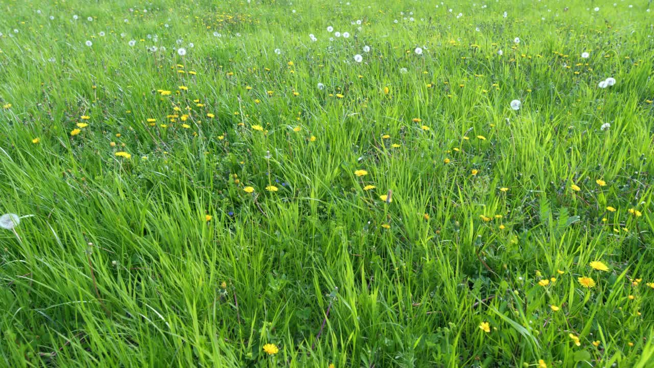 夏天的草地上，黄色的蒲公英花在绿色的草中。田野上长着许多蒲公英花。广角镜头。视频素材