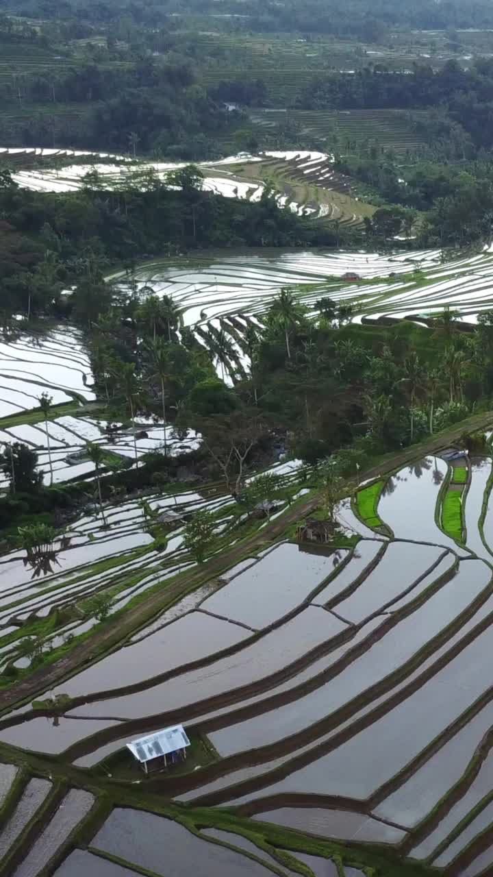 垂直空中视频在一个惊人的景观稻田Jatiluwih水稻梯田，巴厘岛，印度尼西亚。视频素材