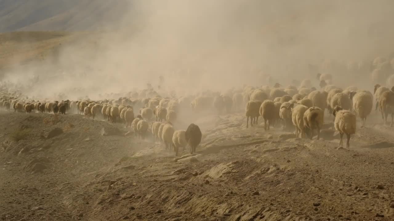 在山上放羊。视频素材