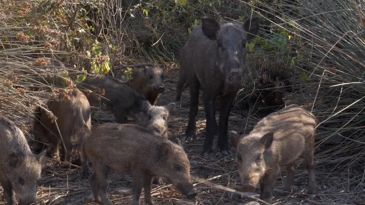 野猪视频素材