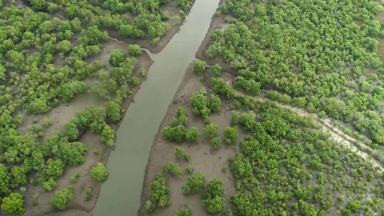 黄金海岸的红树林视频素材