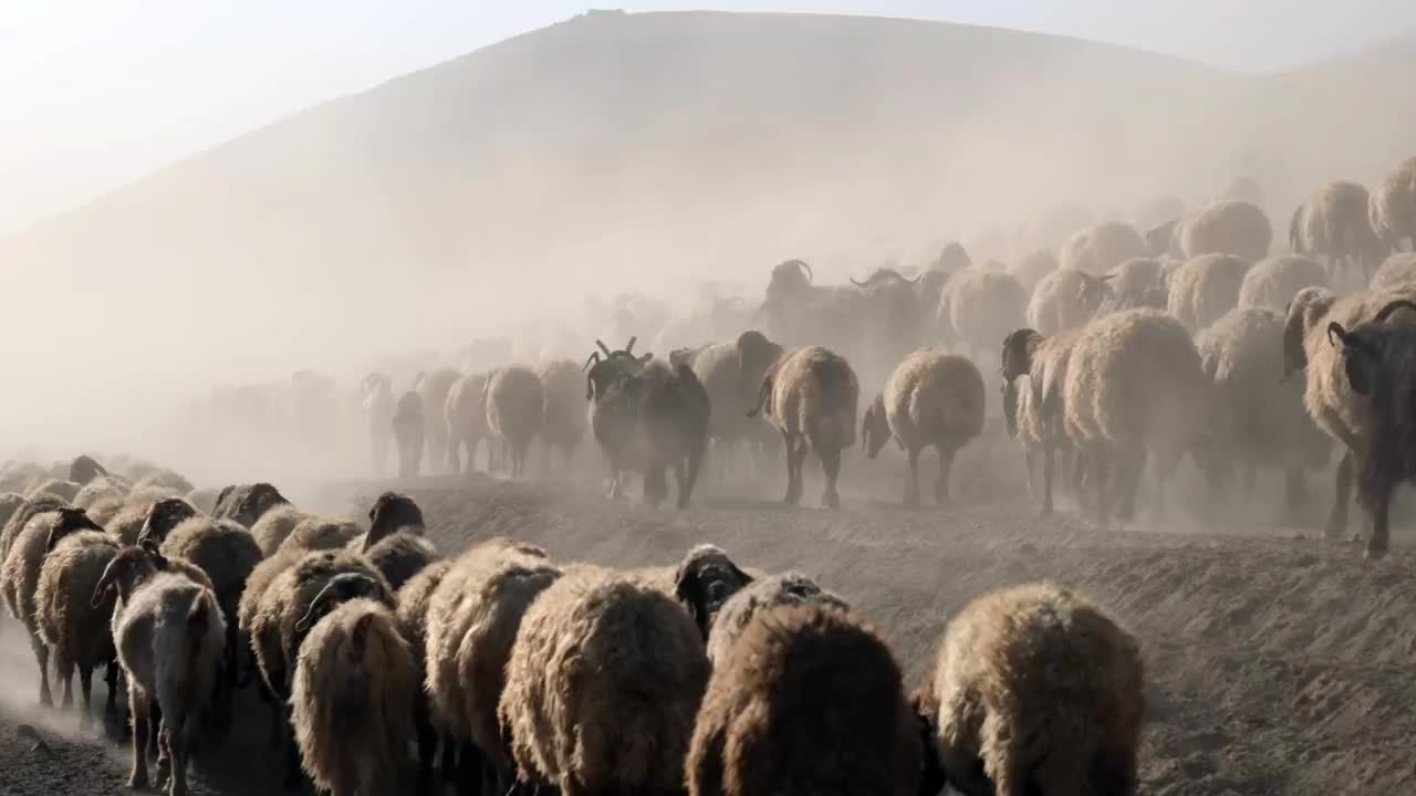 在山上放羊。视频素材