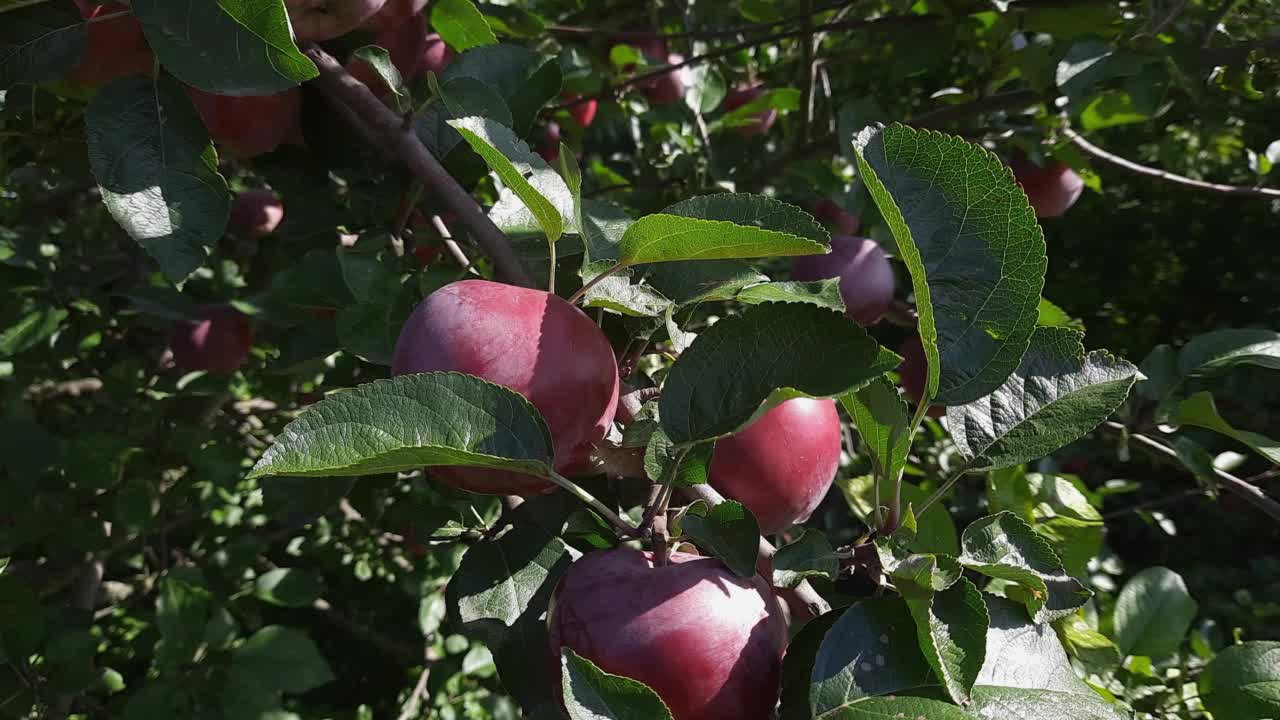 在阳光明媚的天气里，苹果树的树枝上结着红苹果视频素材