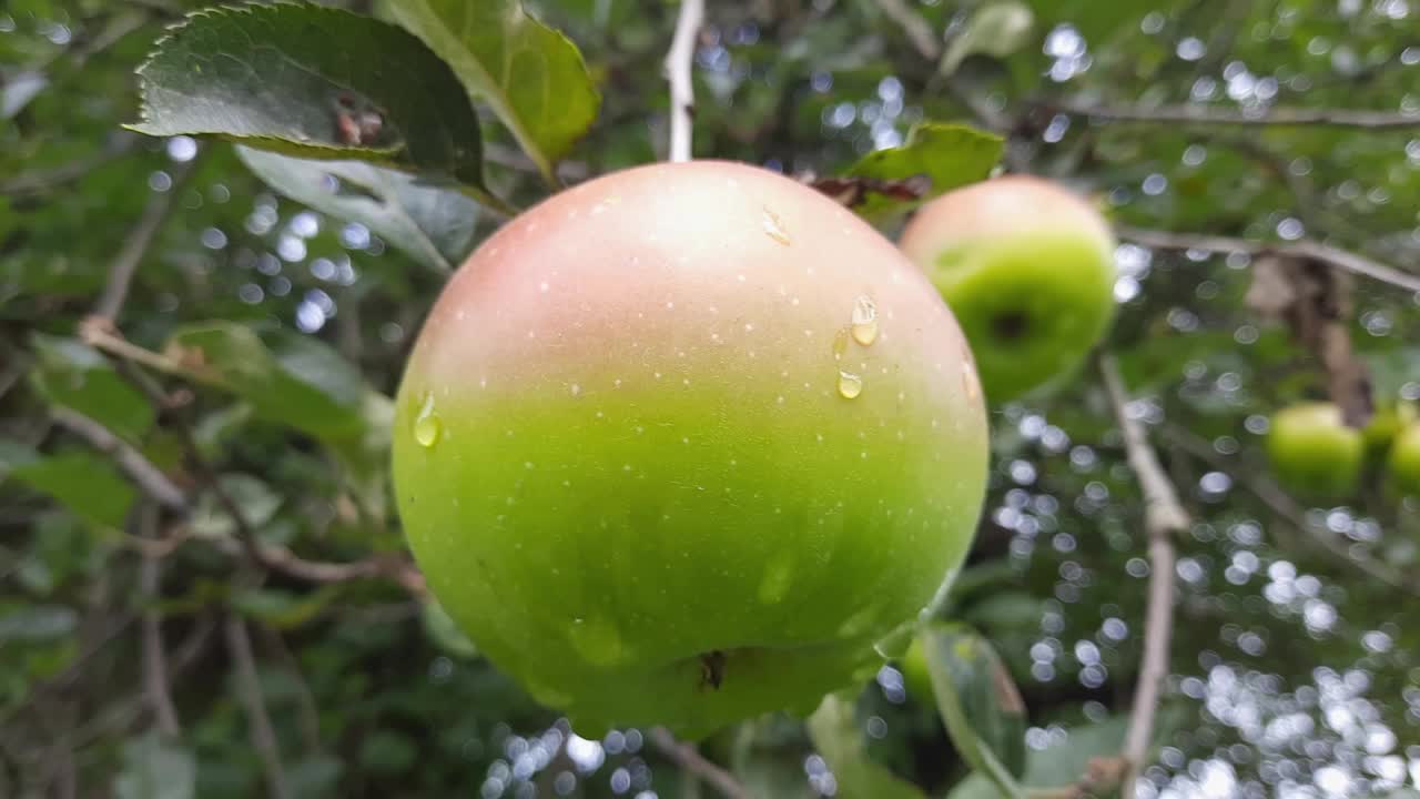 果园里挂在树枝上的青苹果特写视频素材