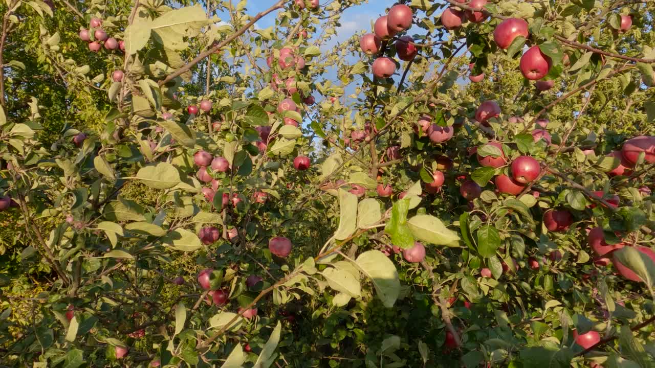 苹果树的树枝在刮风的天气里结着红苹果视频素材