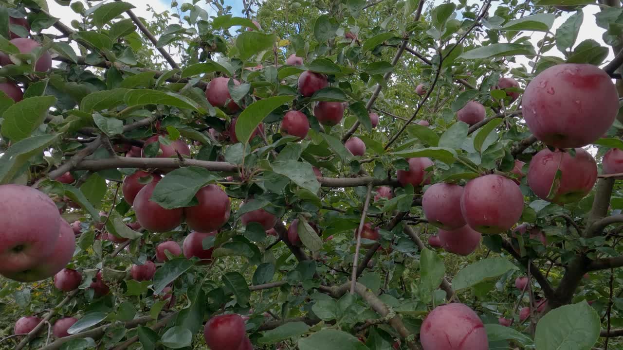 苹果树的树枝上结满了红苹果，上面结满了露水视频素材