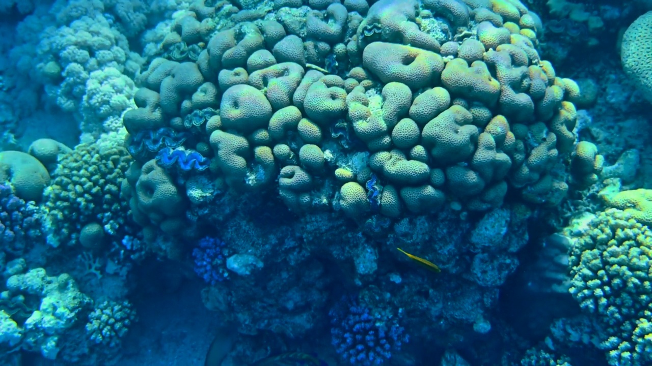 埃及红海的珊瑚礁视频素材