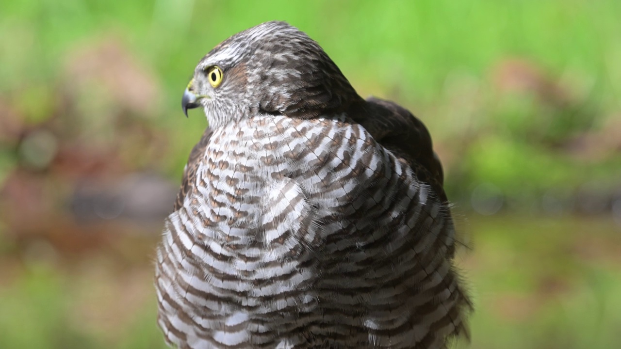 Sparrowhawk看视频素材