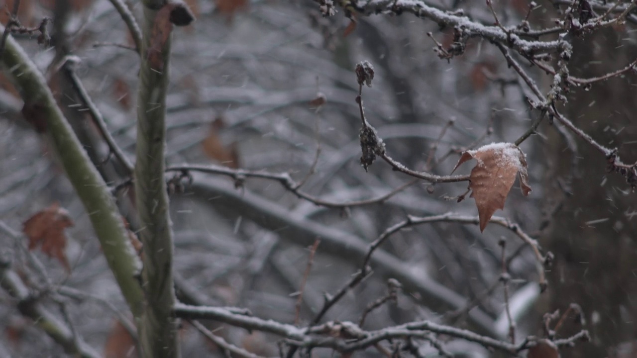 公园里飘着雪，树枝上挂着干枫叶视频素材