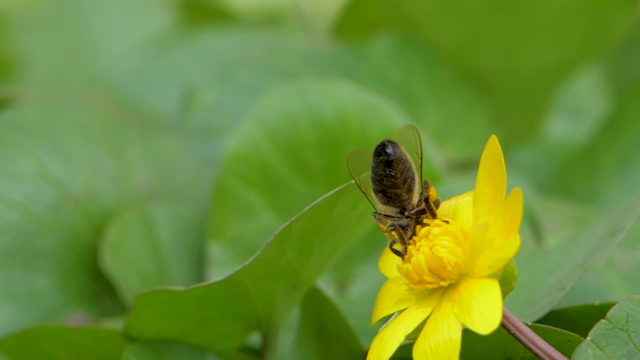 蜜蜂在黄花上收集花粉视频素材