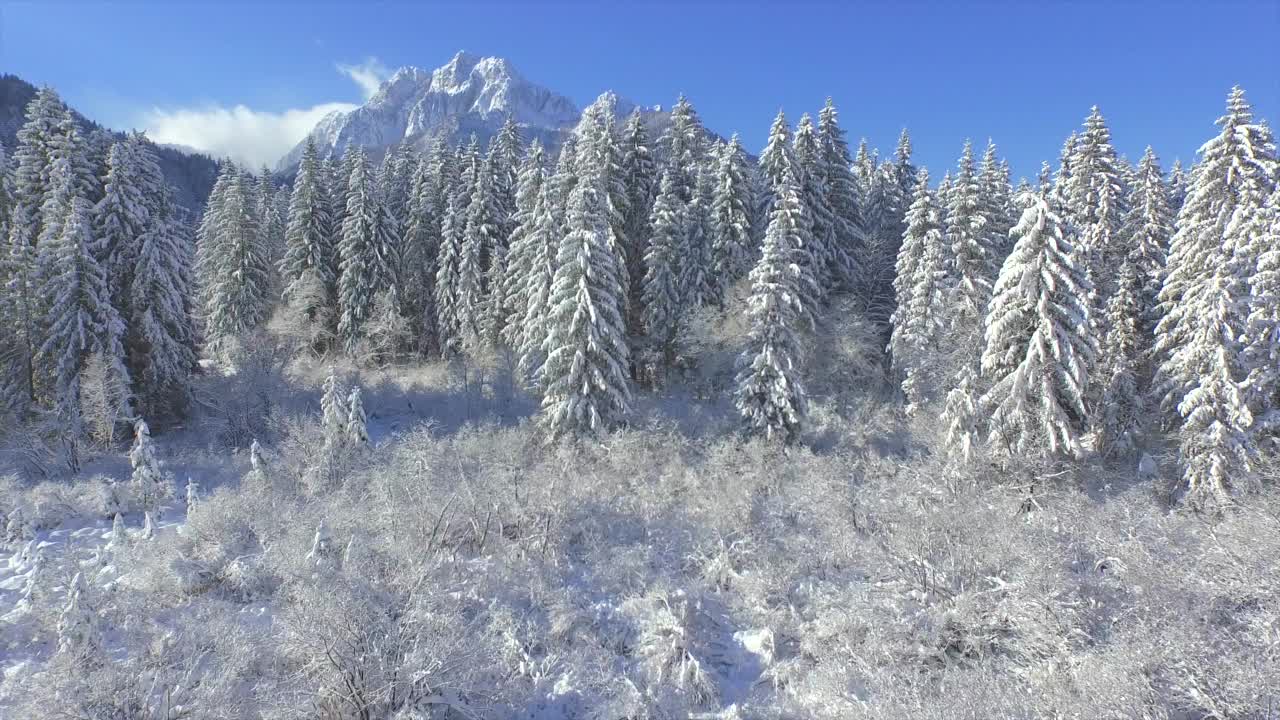 航拍:冬季飞行在积雪覆盖的云杉上，飞往庞塞山视频素材