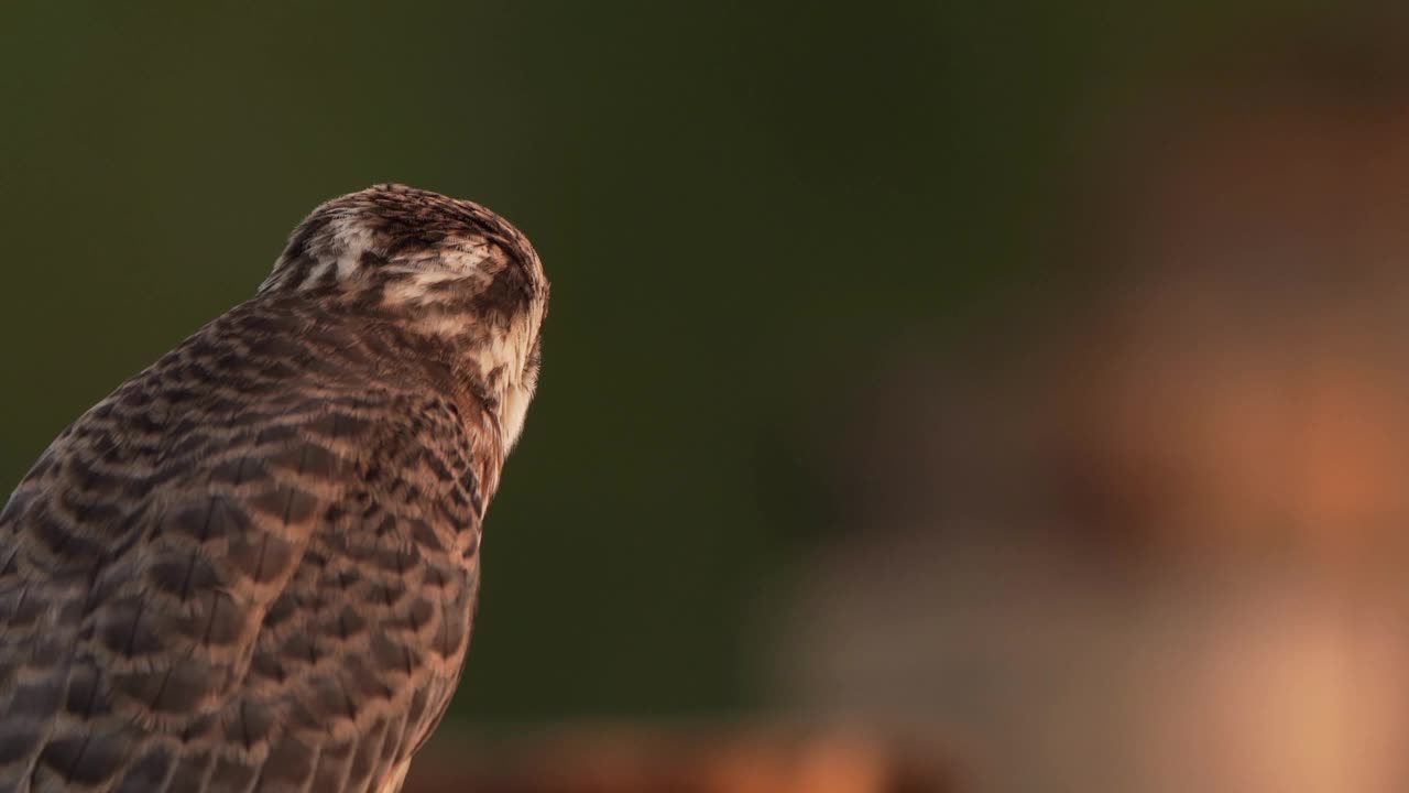 一只红脚隼(Falco vespertinus)坐在木杆上四处张望——特写镜头视频素材