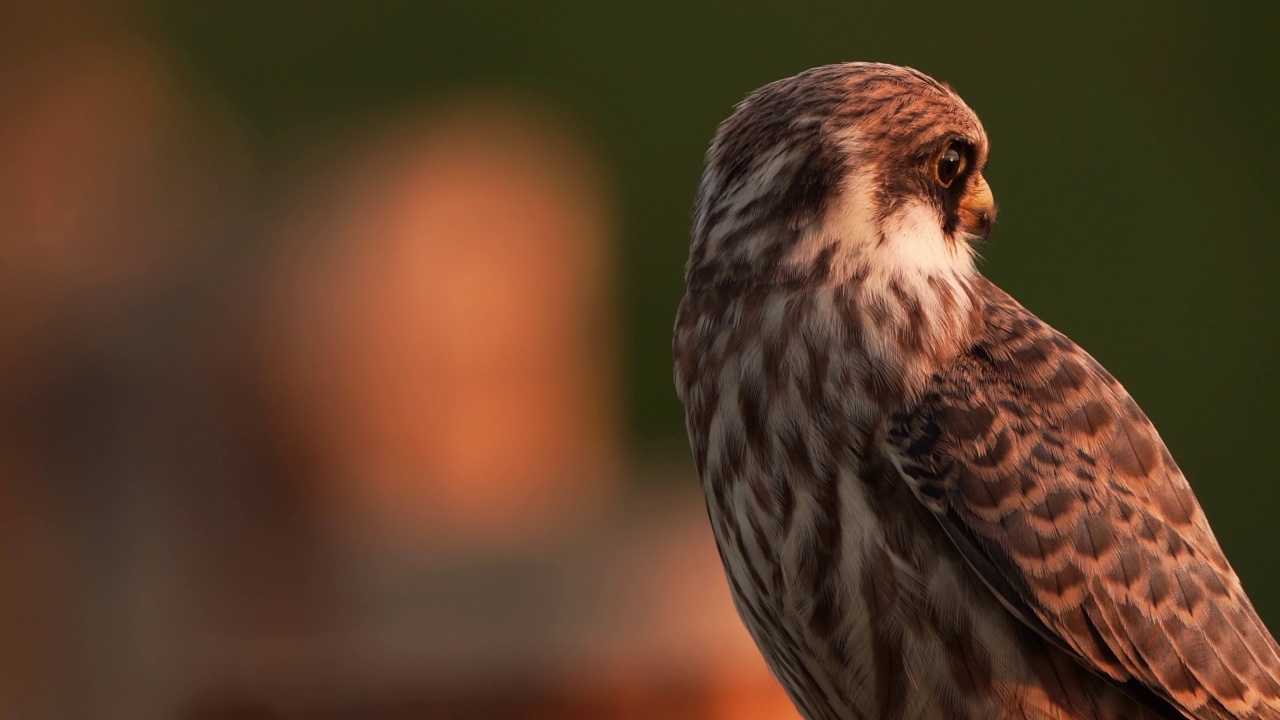 一只红脚隼(Falco vespertinus)坐在木杆上四处张望——特写镜头视频素材