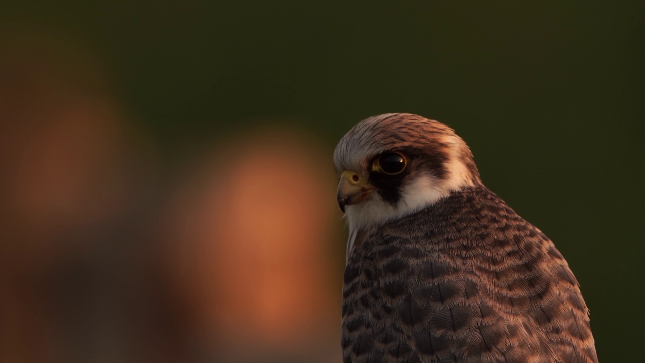 一只红脚隼(Falco vespertinus)坐在木杆上四处张望——特写镜头视频素材