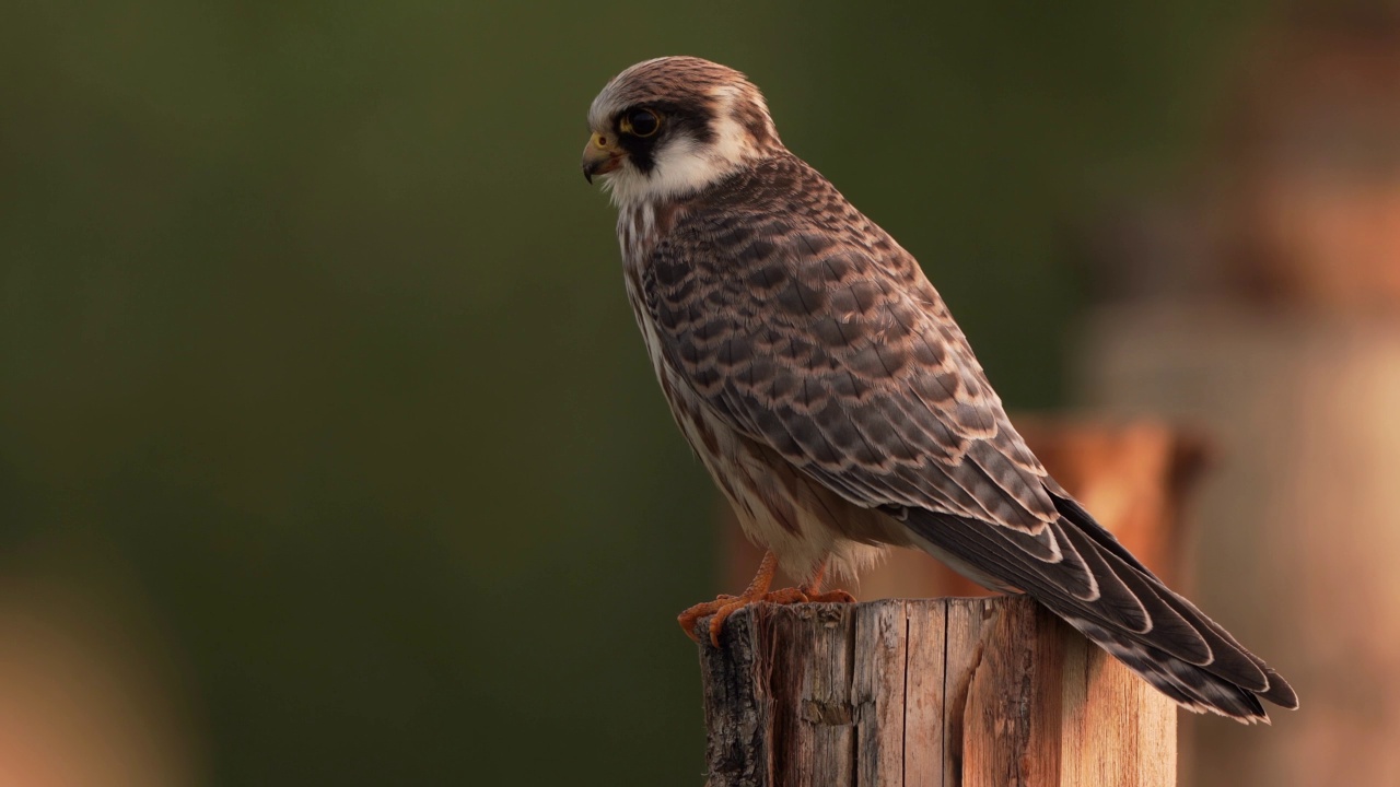 一只红脚隼(Falco vespertinus)坐在木杆上四处张望视频素材