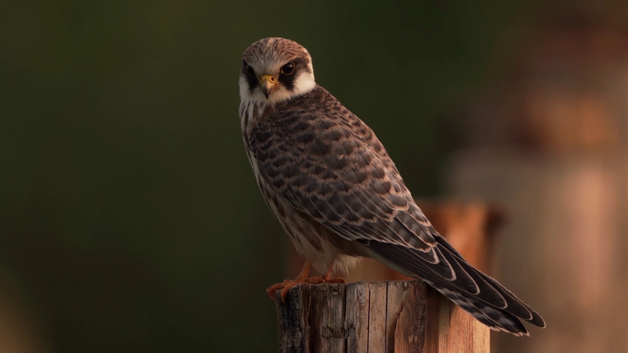 一只红脚隼(Falco vespertinus)坐在木杆上视频素材