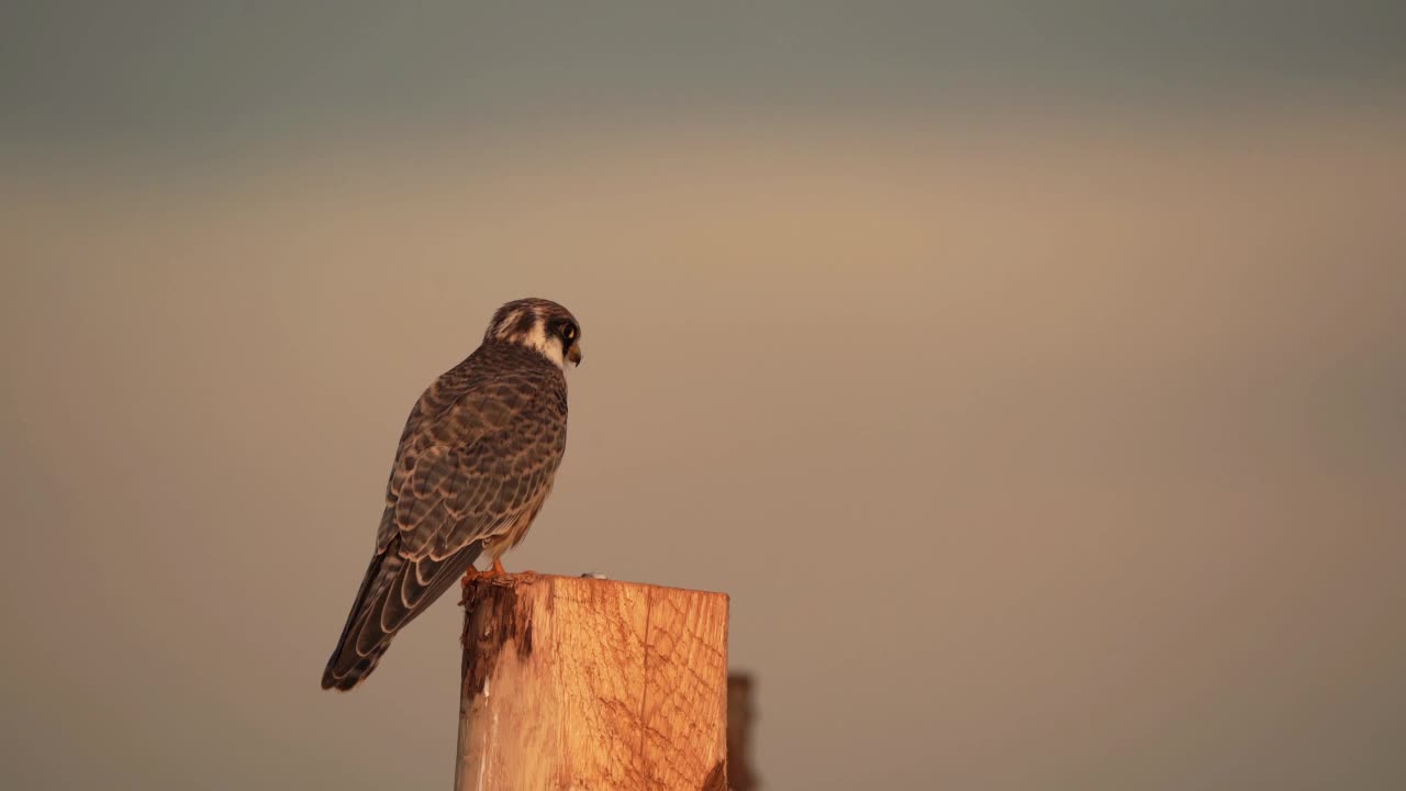 一只红脚隼(Falco vespertinus)坐在木杆上视频素材