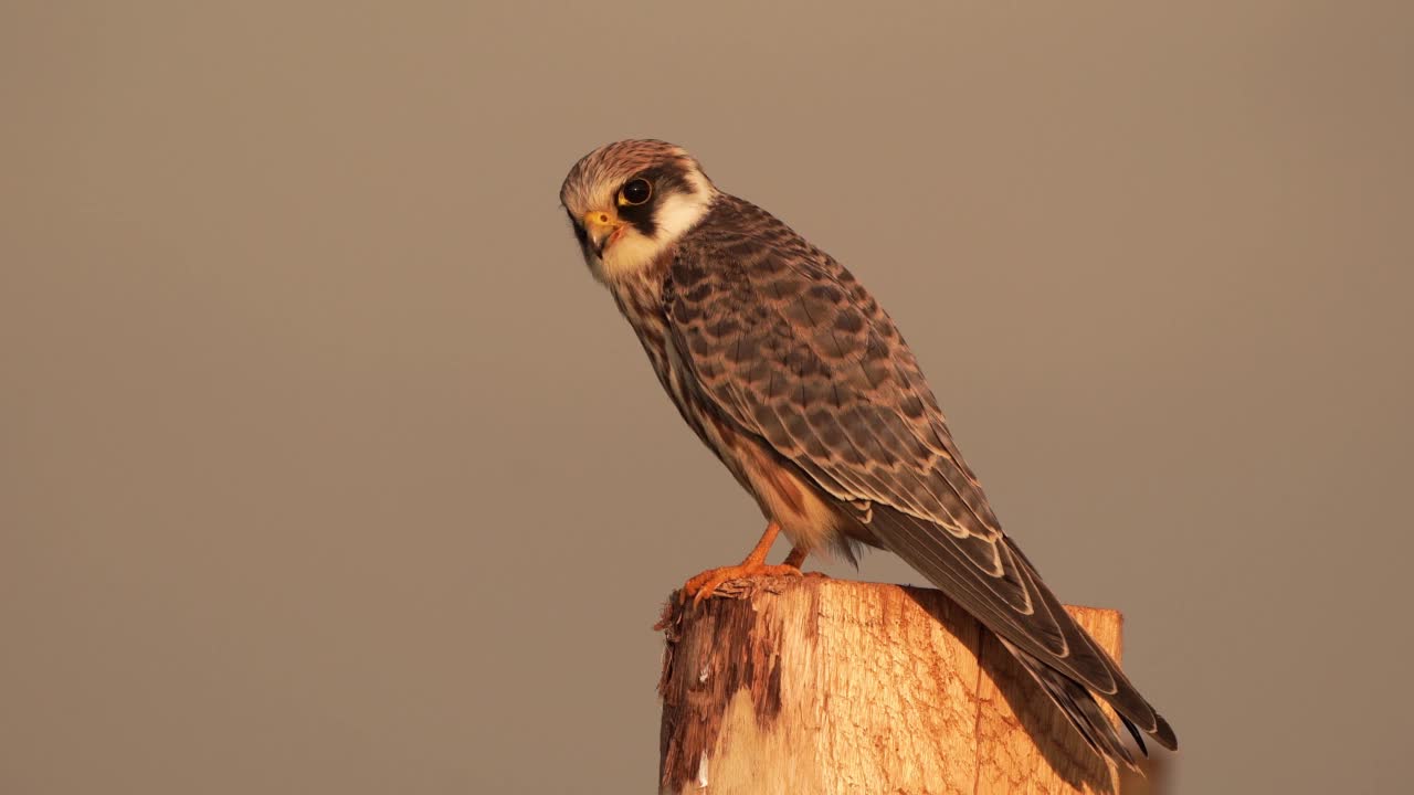 一只红脚隼(Falco vespertinus)坐在木杆上视频素材