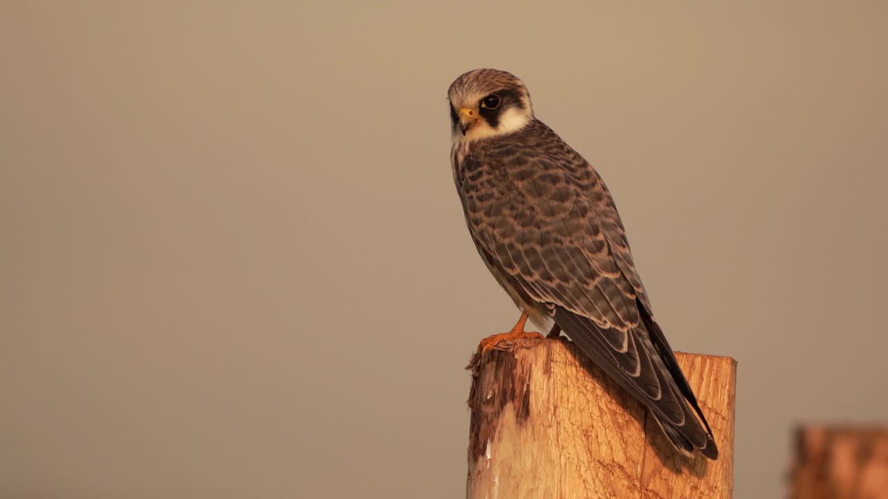 一只红脚隼(Falco vespertinus)坐在木杆上视频素材