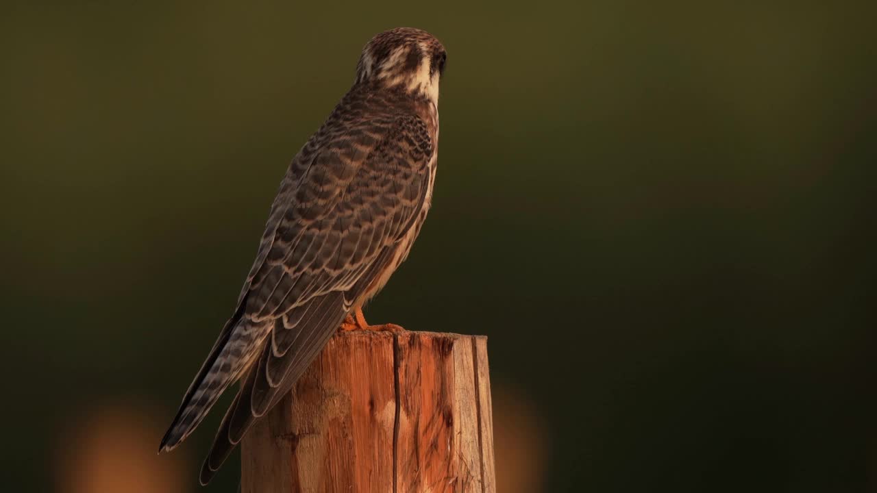 一只红脚隼(Falco vespertinus)坐在木杆上视频素材