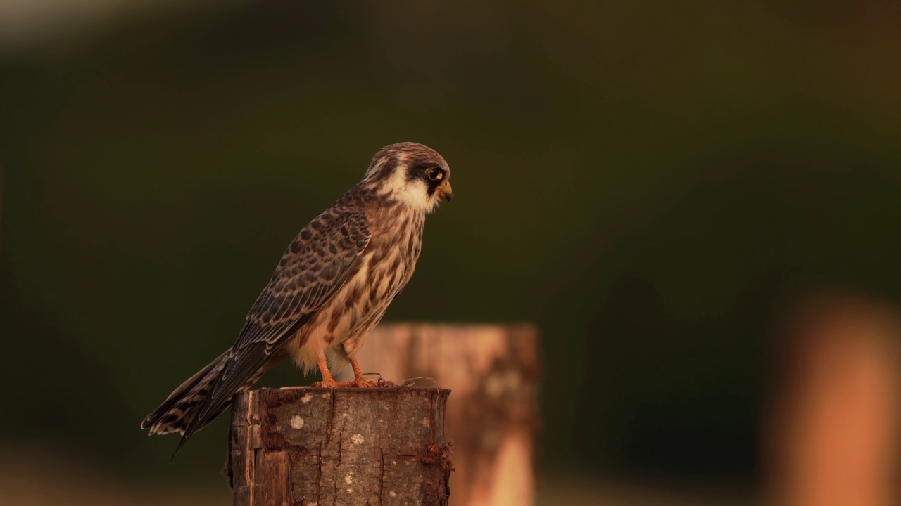 一只红脚隼(Falco vespertinus)坐在木杆上四处张望视频素材