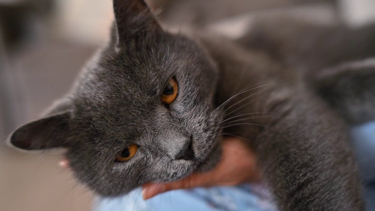 一位女士在家里抚摸一只黑色的英国折耳猫视频素材