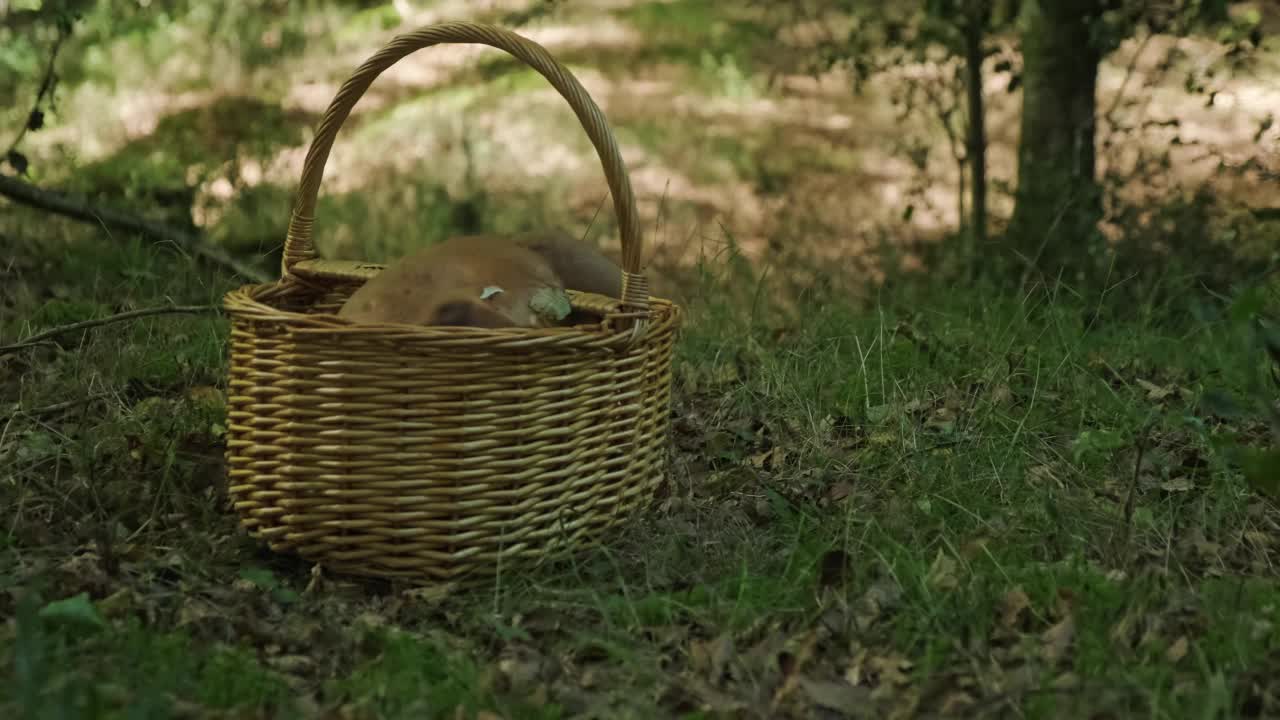 用手捡起装满地上菌菇的柳条木篮子视频素材