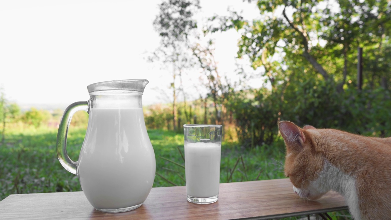 美味的早餐和猫粮。鲜奶装在玻璃瓶里，玻璃杯放在木桌上，背景是一头奶牛。一只猫在农村舔着喝着牛奶。农场的天然产品。视频素材