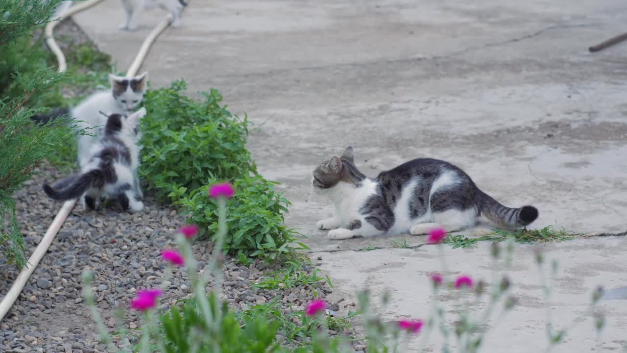 小猫打架在户外视频素材