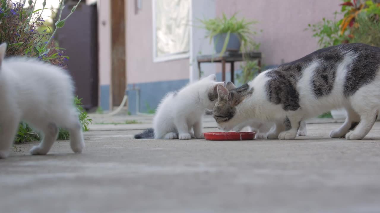 猫和小猫喝牛奶视频素材