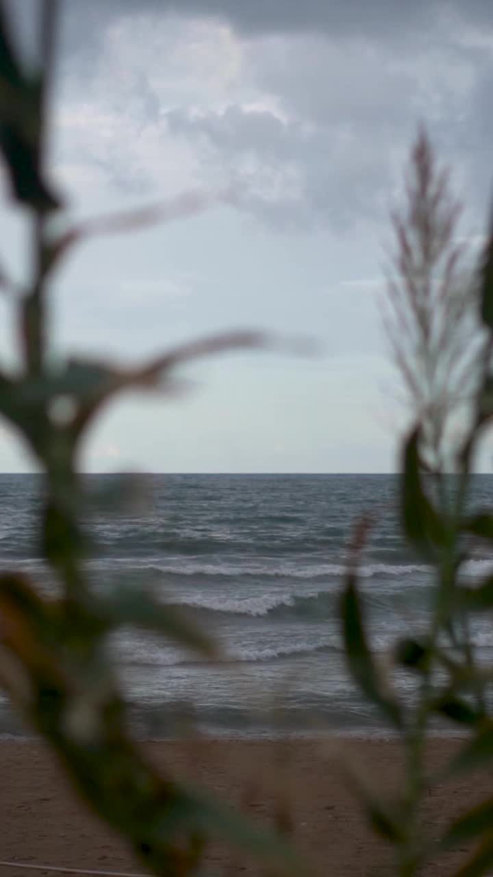 海芦苇背景云视频素材