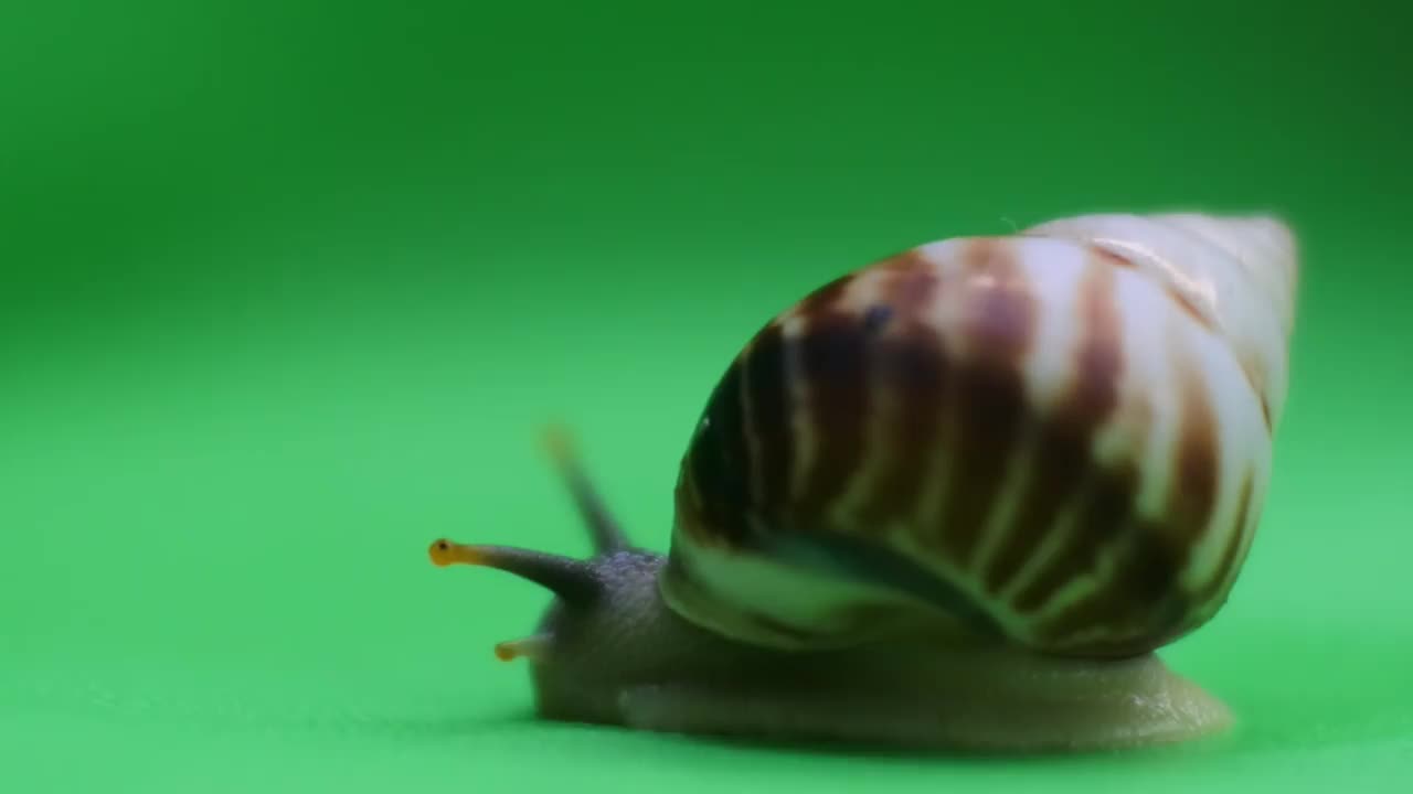 蜗牛在绿色的屏幕上爬行。高清视频。近距离射杀。宏摄像。视频下载
